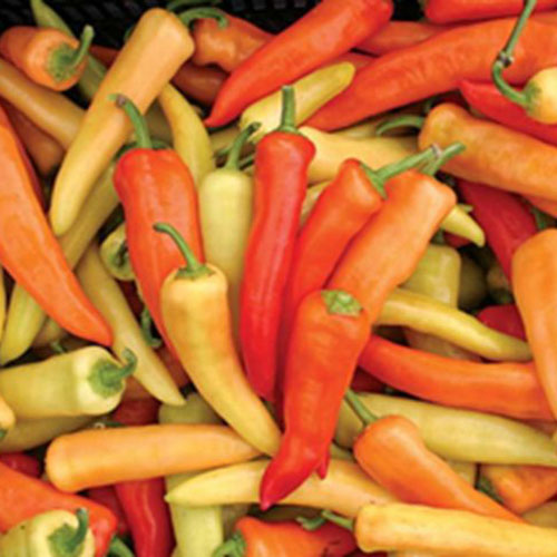 1 Gram - Hungarian Yellow Wax Pepper Garden Seeds