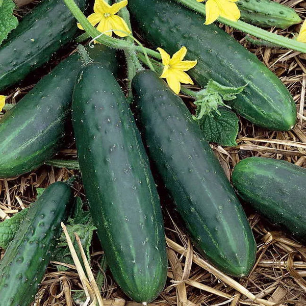 Space Master Cucumber Garden Seeds