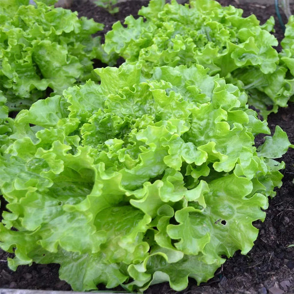 Grand Rapids Leaf Lettuce Garden Seeds