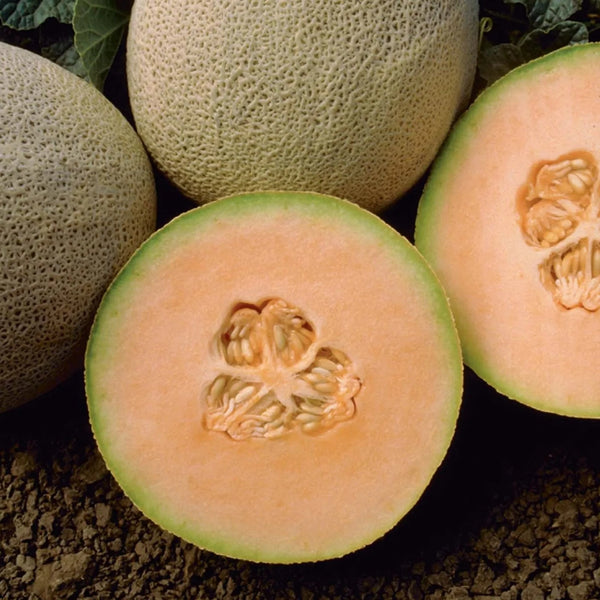 Honey Rock Cantaloupe Garden Seeds