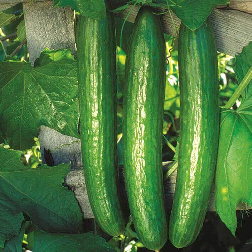 Early Spring Burpless Cucumber Garden Seeds