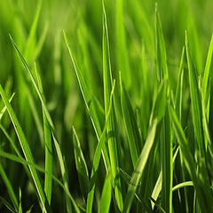 25 Lbs. Ideal Old English Lawn Grass Seed Mix