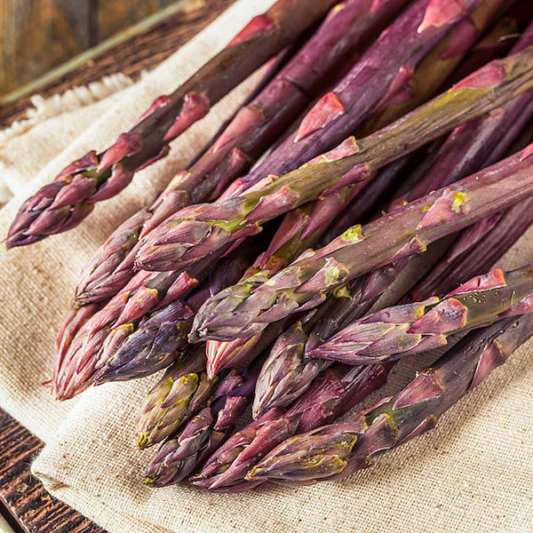 Purple Passion Asparagus Bundle of 10 - 2 Year Roots