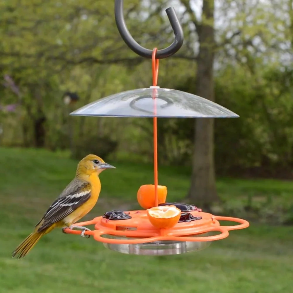 12oz Oriole Feeder All in One Buffet Plastic Bird Feeder