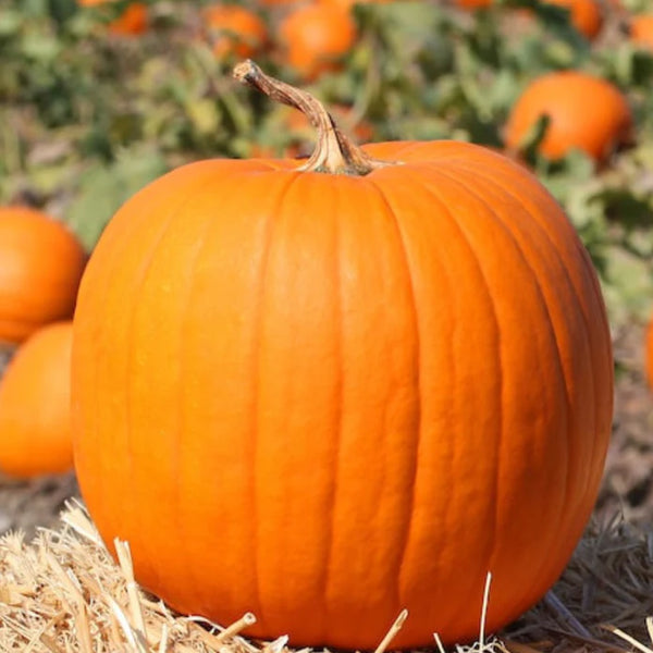 Jack O' Lantern Pumpkin Garden Seeds