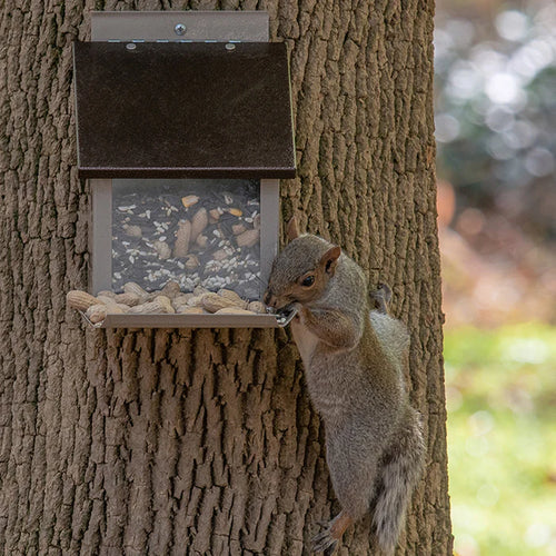 Squirrel Lunch Box Mountable Feeder