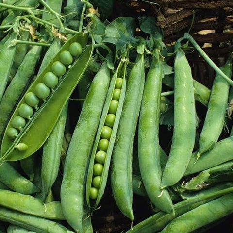 Green Arrow Pea Garden Seeds