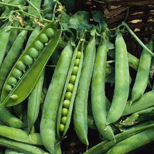 Green Arrow Pea Garden Seeds