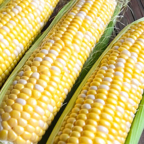 Ambrosia Corn Garden Seeds