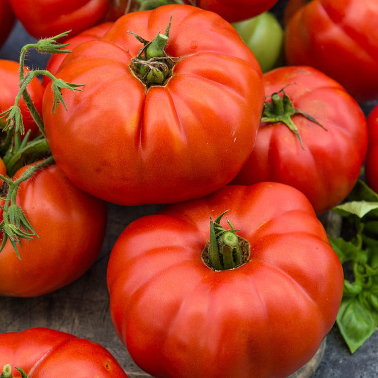 Beefsteak Tomato Garden Seeds