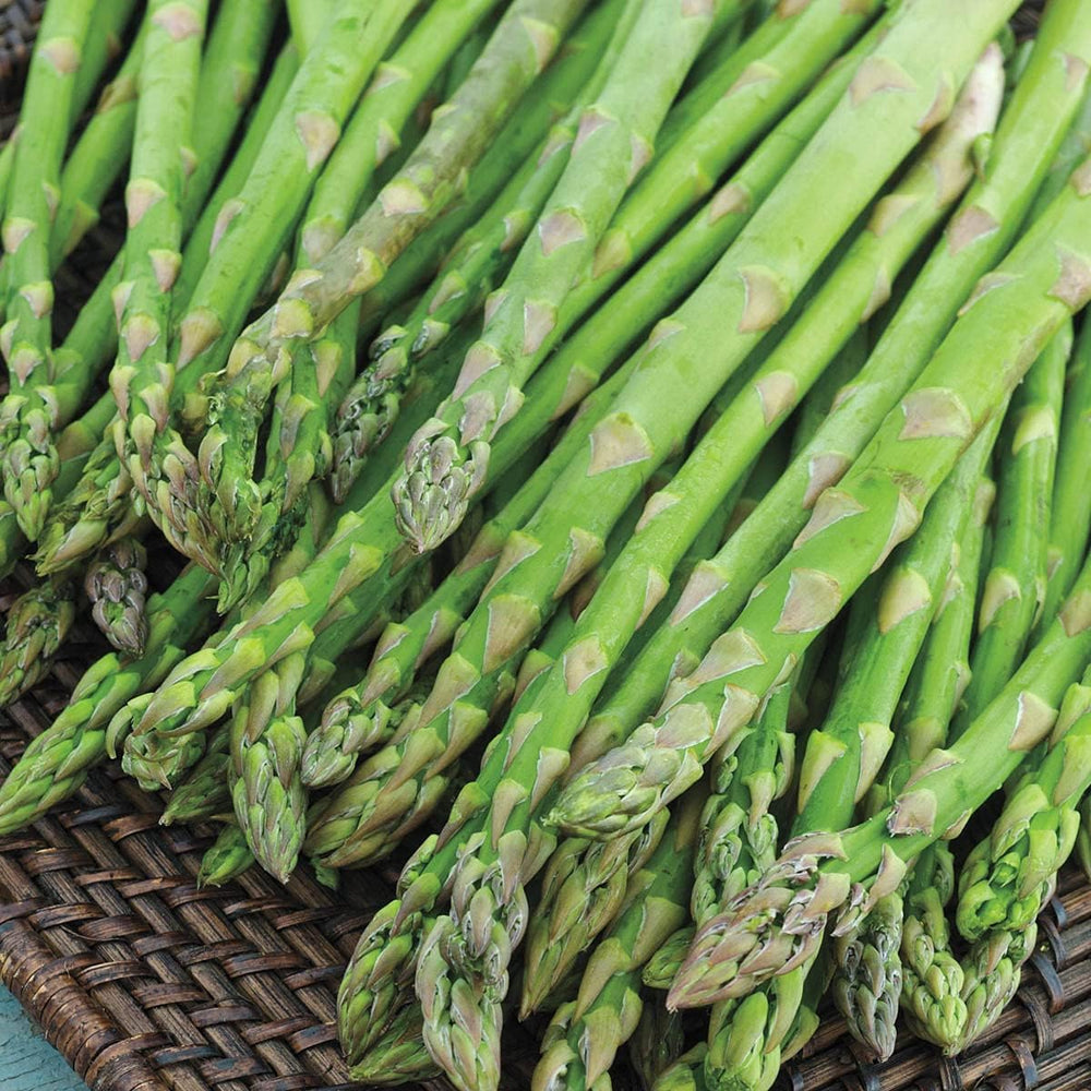 Jersey Knight Green Asparagus Bundle of 10 - 2 Year Roots
