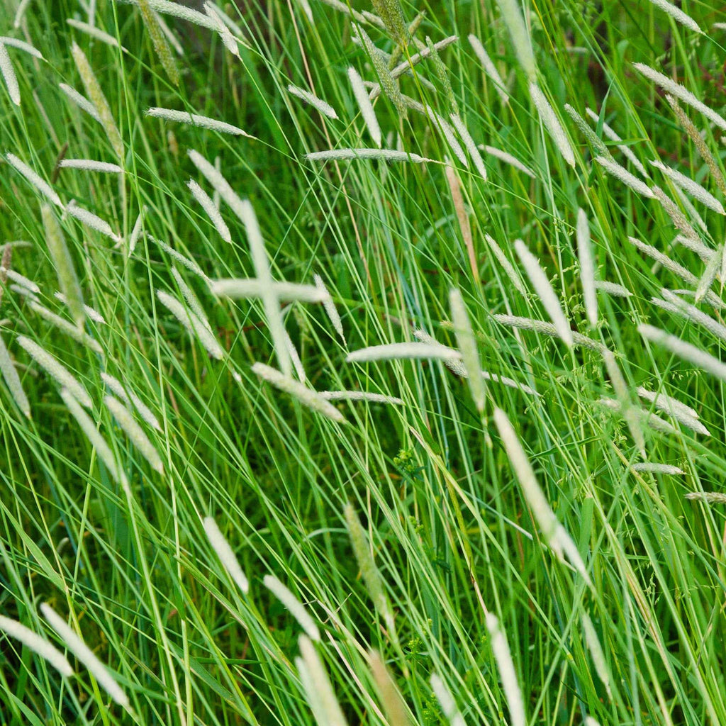 planting timothy grass seed 50 Lbs. Timothy Climax Pasture Grass Seed