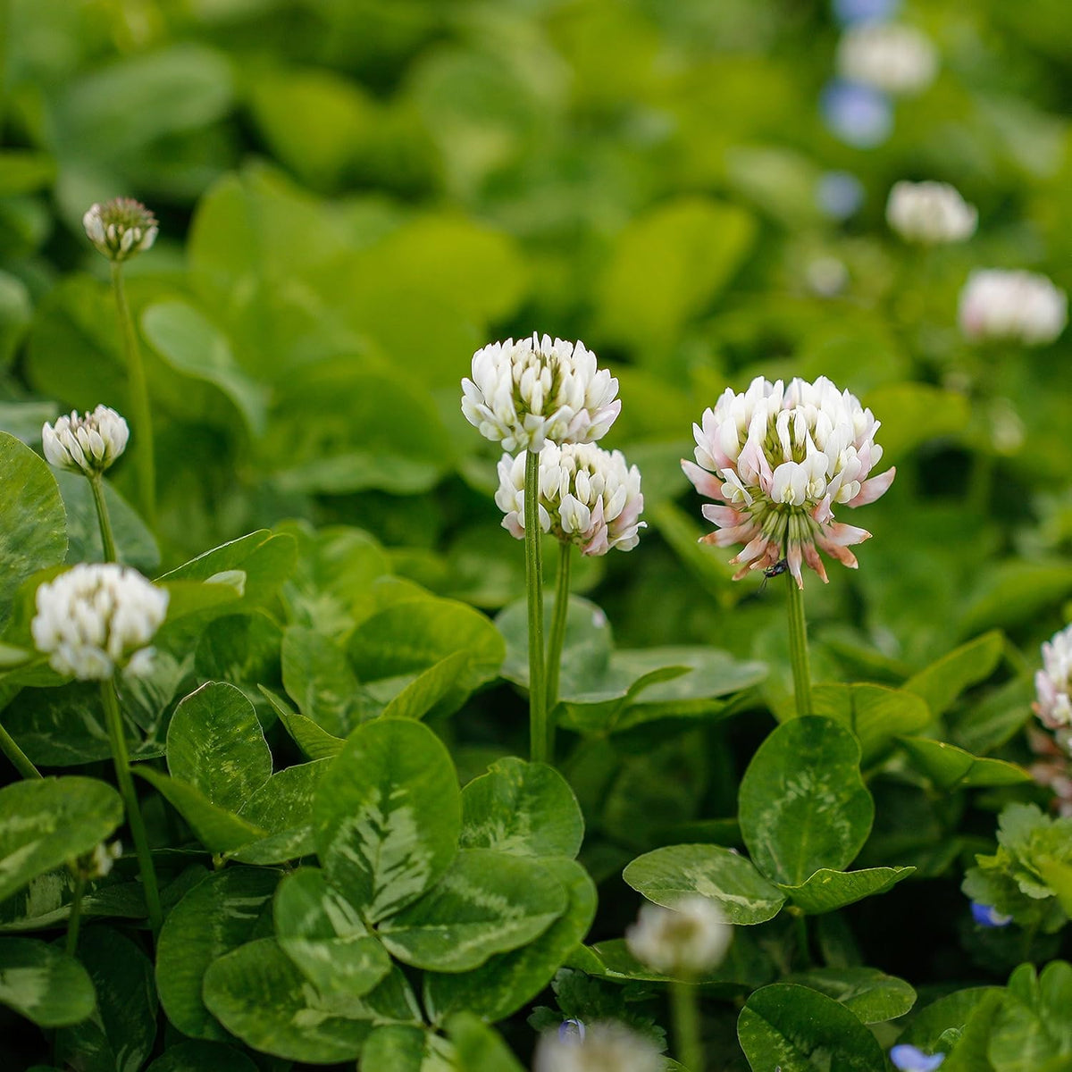 50 Lbs. 34% Coated Balansa Clover Seeds