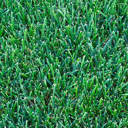 50 Lbs. Kentucky Bluegrass 98/85 Grass Seed