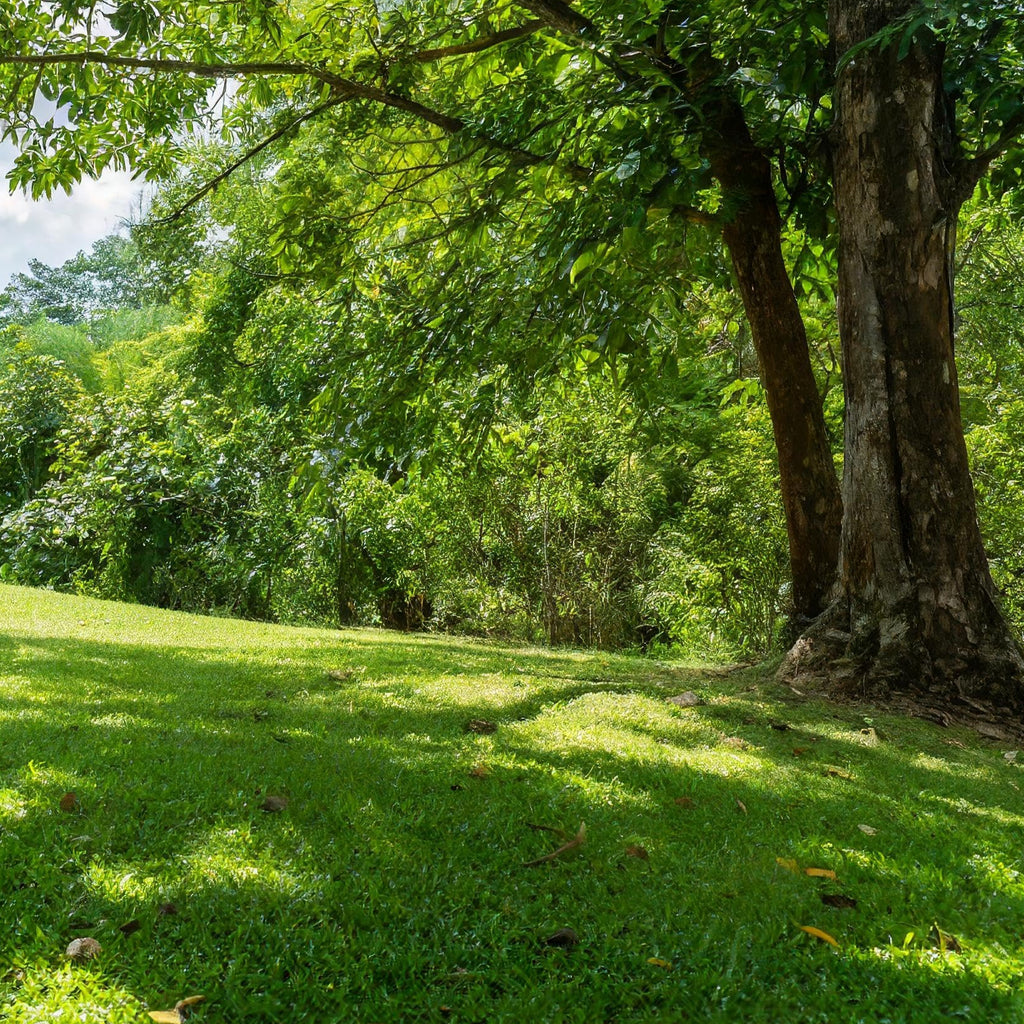 grass seed for low light areas 10 Lbs. Ideal Shady Lawn Grass Seed Mix