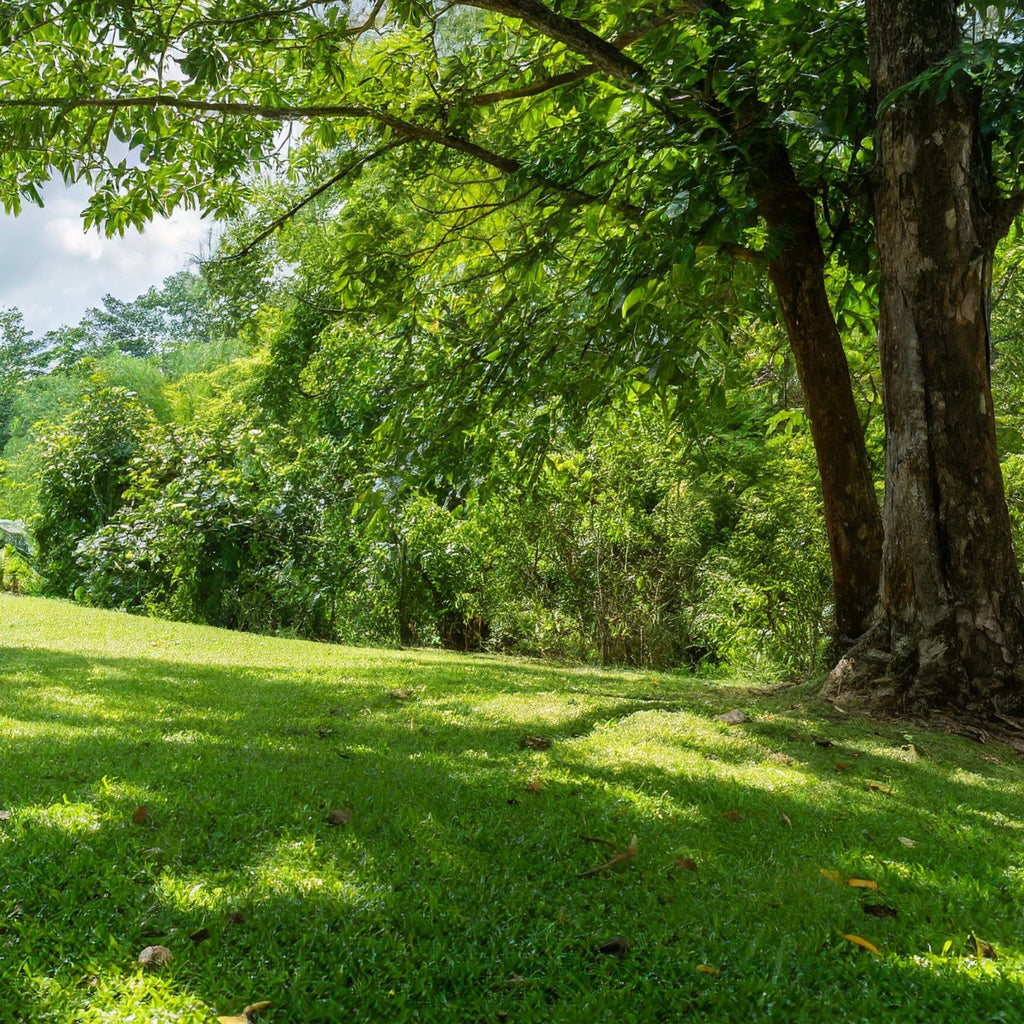 planting shade grass seed 3 Lbs. Shady Lawn Grass Seed Mix for Full Shade Areas