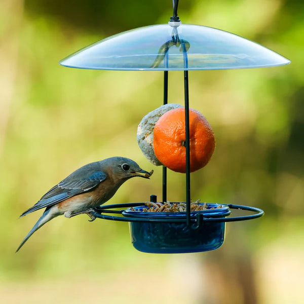 3/4 Cup Nature's Way Bluebird Buffet Feeder