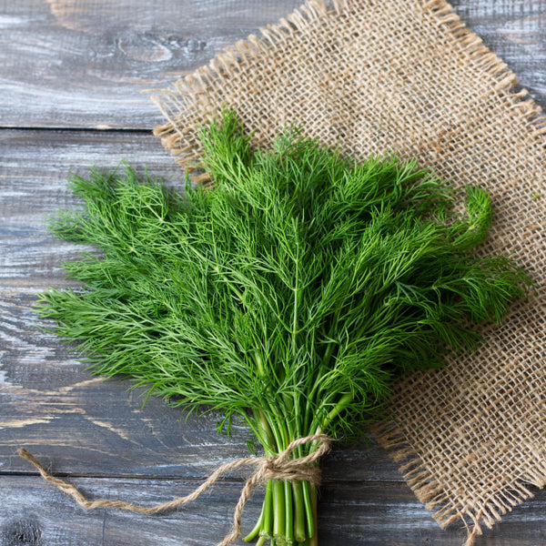Dill Bouquet Garden Seeds