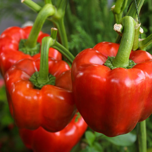 1 Gram - California Wonder Pepper Garden Seeds