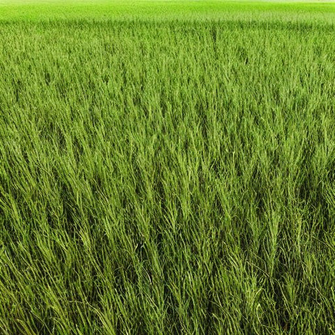 50 Lbs. Dessie Teff Grass Coated Annual Pasture Mix
