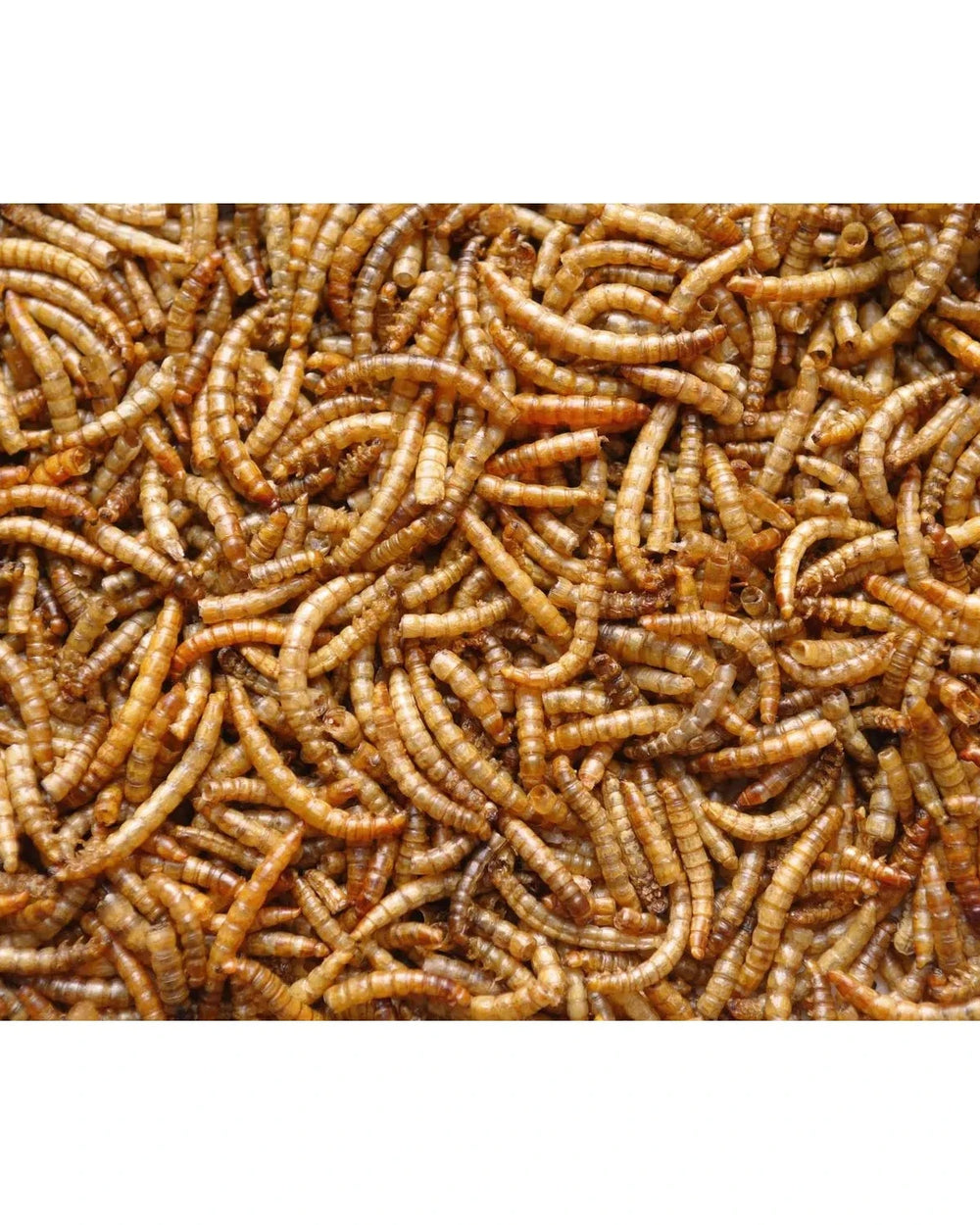 22 lbs. Bulk Pack Trade King Mealworms