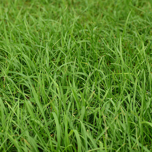 50 Lbs. FSG Tetraploid Perennial Ryegrass Elena Seed