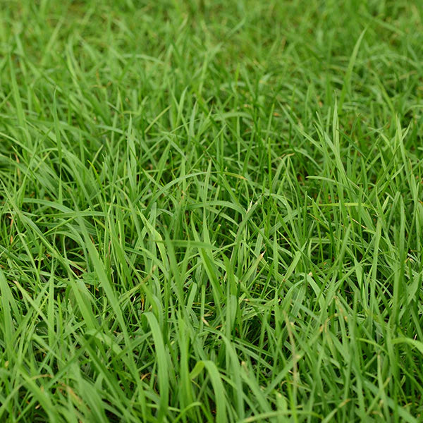 50 Lbs. FSG Tetraploid Perennial Ryegrass Elena Seed