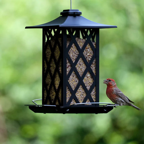 1.5 Qt. Contemporary Lantern Metal Gazebo Bird Feeder
