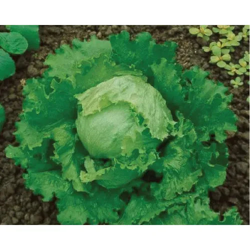 Great Lakes Head Lettuce Garden Seeds