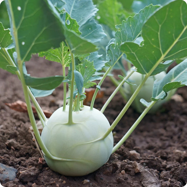 Early White Vienna Kohl Rabi Garden Seeds