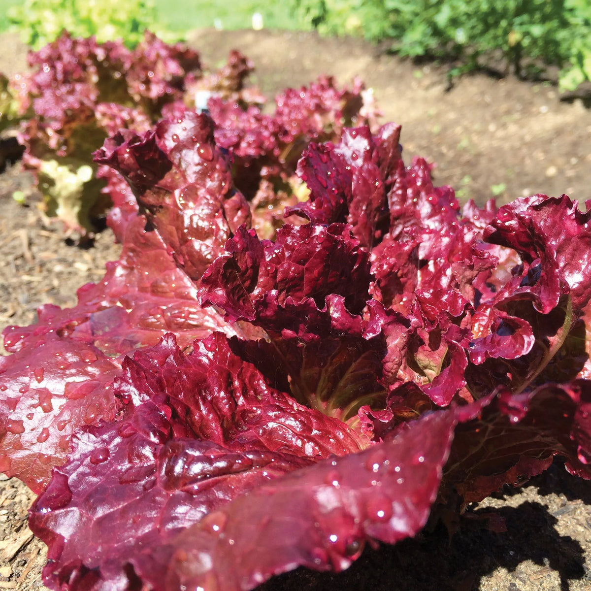 Ruby Red Leaf Lettuce Garden Seeds