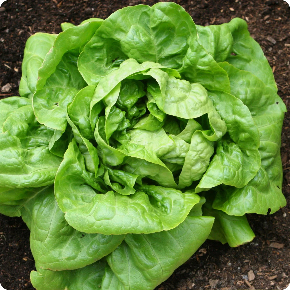 Buttercrunch Lettuce Garden Seeds
