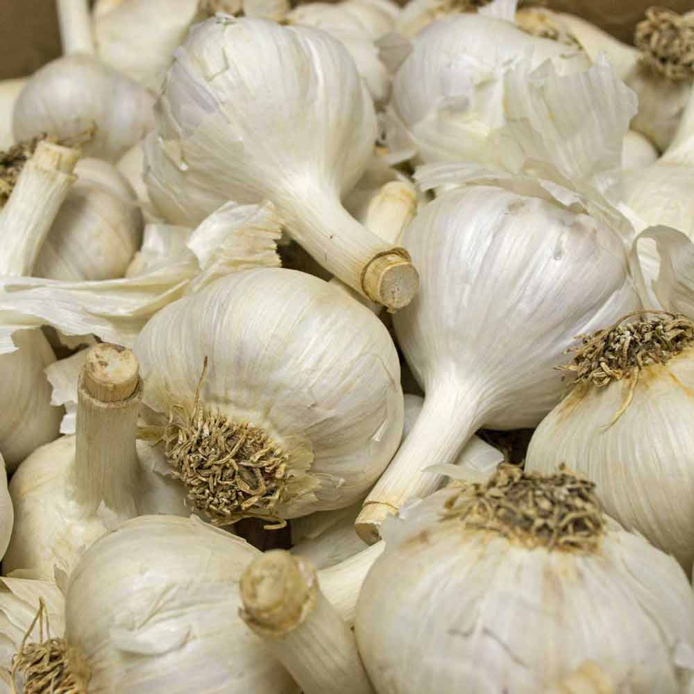 Music Hardneck Garlic Bulbs - Bundle of 3