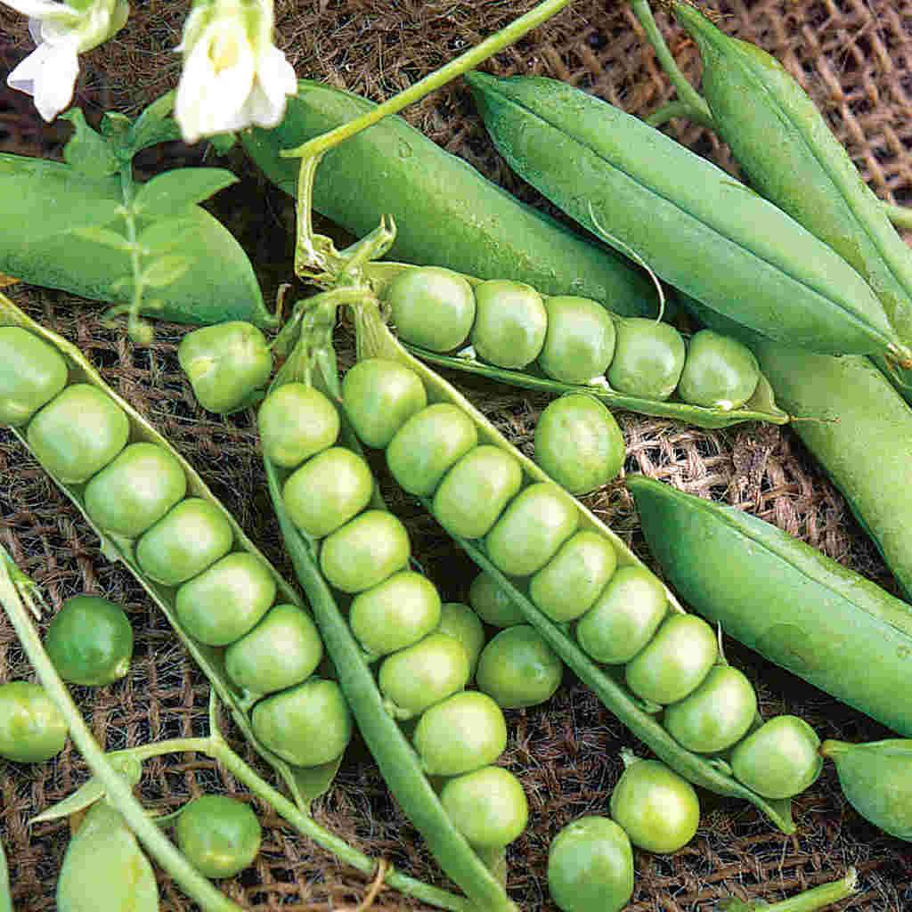 garden peas seeds Little Marvel Pea Garden Seeds
