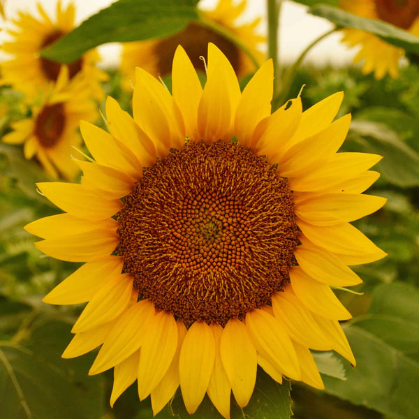 50.0 lbs Eagle Seed Peredovik Sunflowers - Oily and Meaty Seeds for Dove, Quail, and Turkey