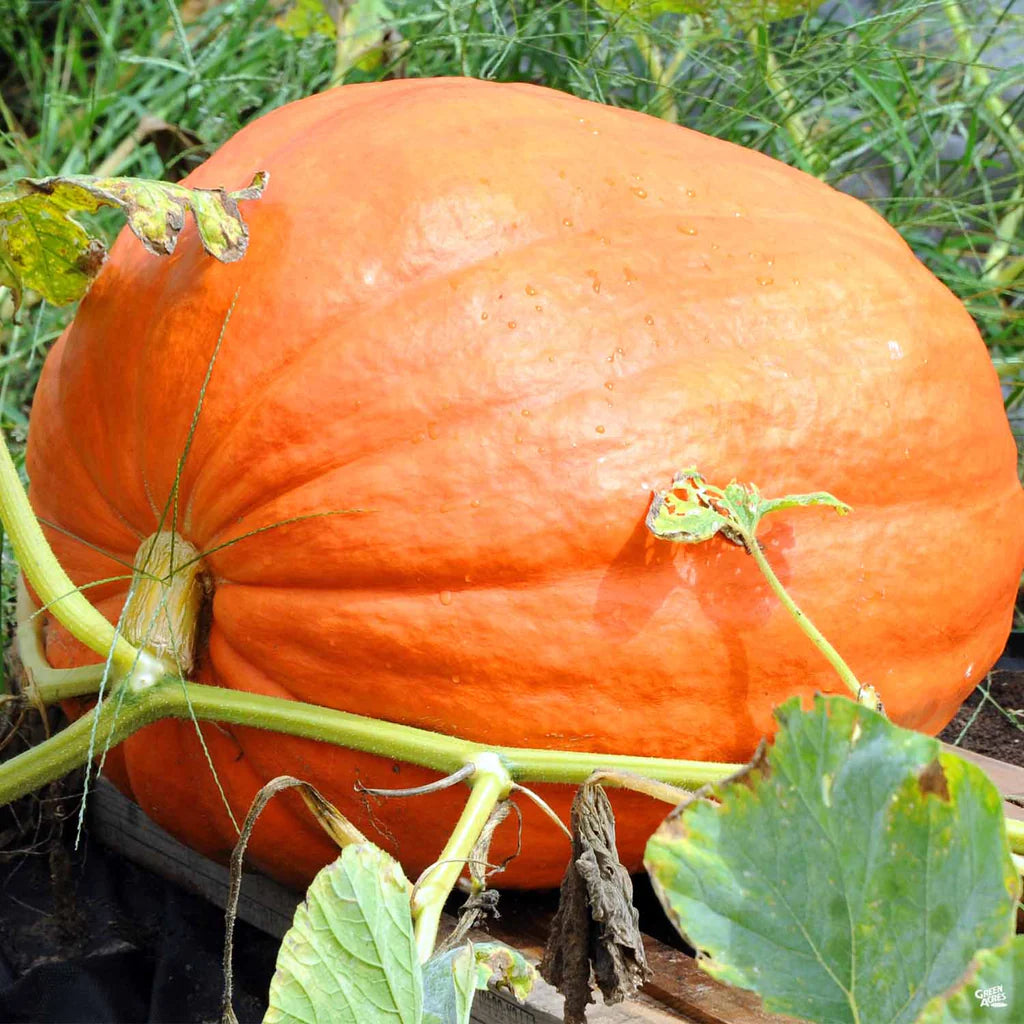 planting big max pumpkin seeds Pumpkin Garden Seeds - Baby Max - 1 oz (treated)