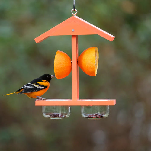 Nature's Way EcoCycle Citrus Sampler Orange & Jelly Oriole Feeder