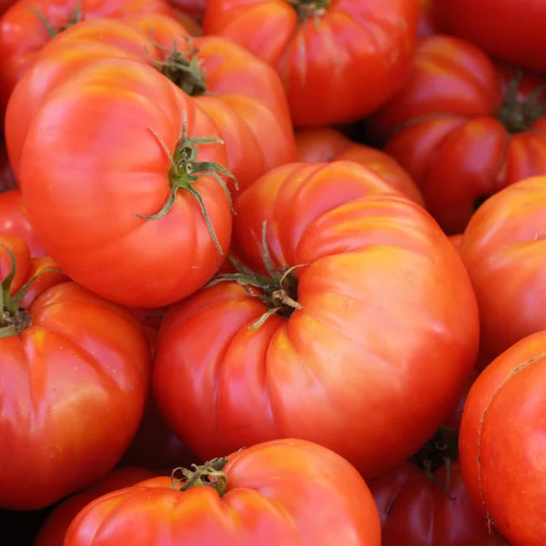 Brandywine Tomato Gardens Seeds