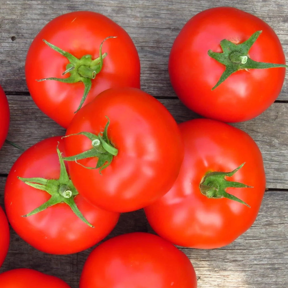 Early Girl Hybrid Tomato Garden Seeds