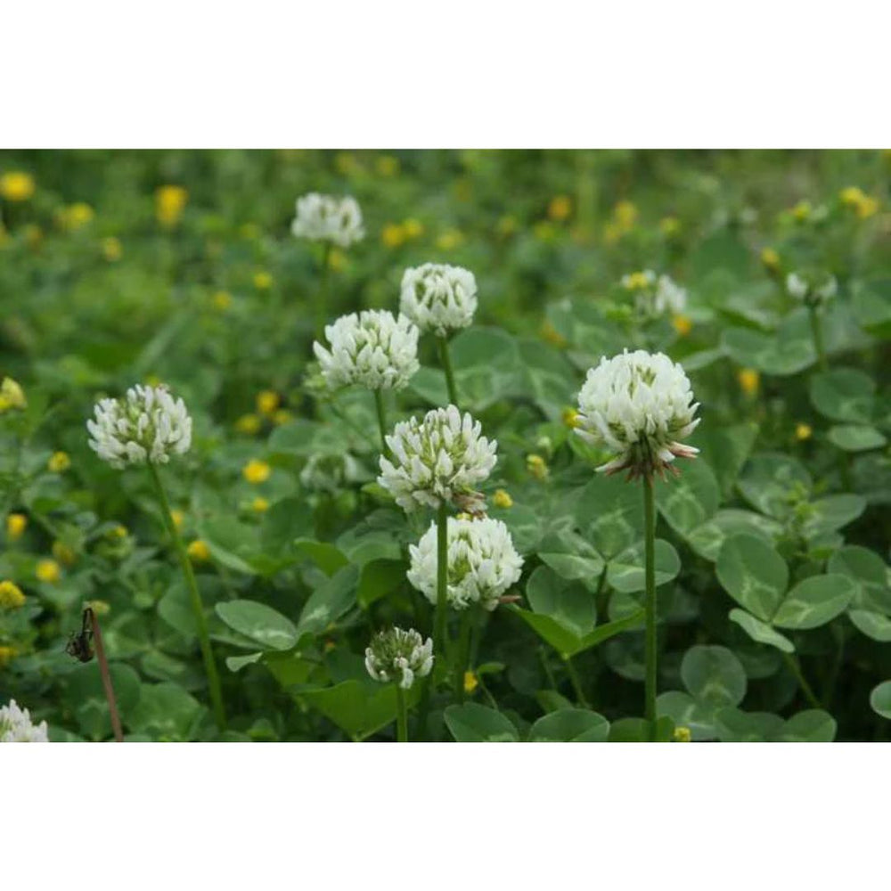 50 Lbs. Crusade White Coated Clover Seeds