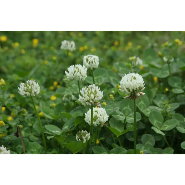 50 Lbs. Crusade White Coated Clover Seeds