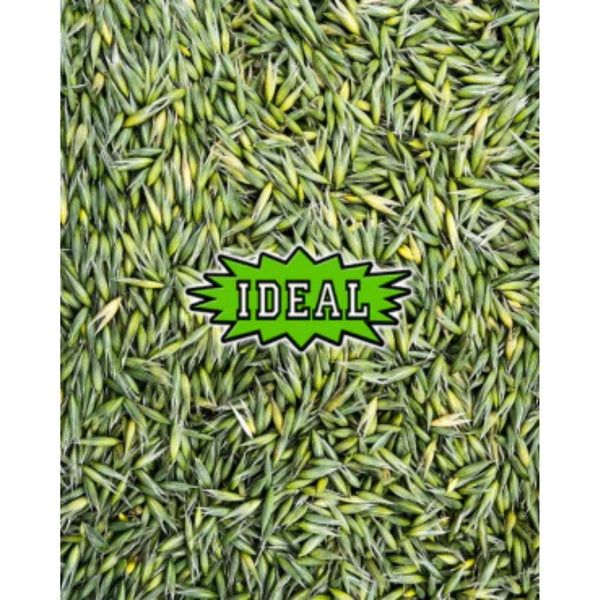 IDEAL Green Oat Groats Wild Bird Seed