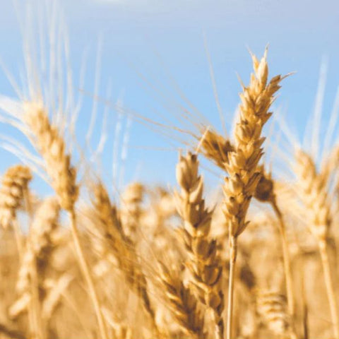 48 Lbs. Barley Raw Untreated Agricultural Seeds