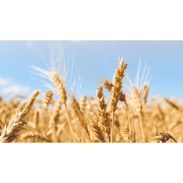 48 Lbs. Barley Raw Untreated Agricultural Seeds