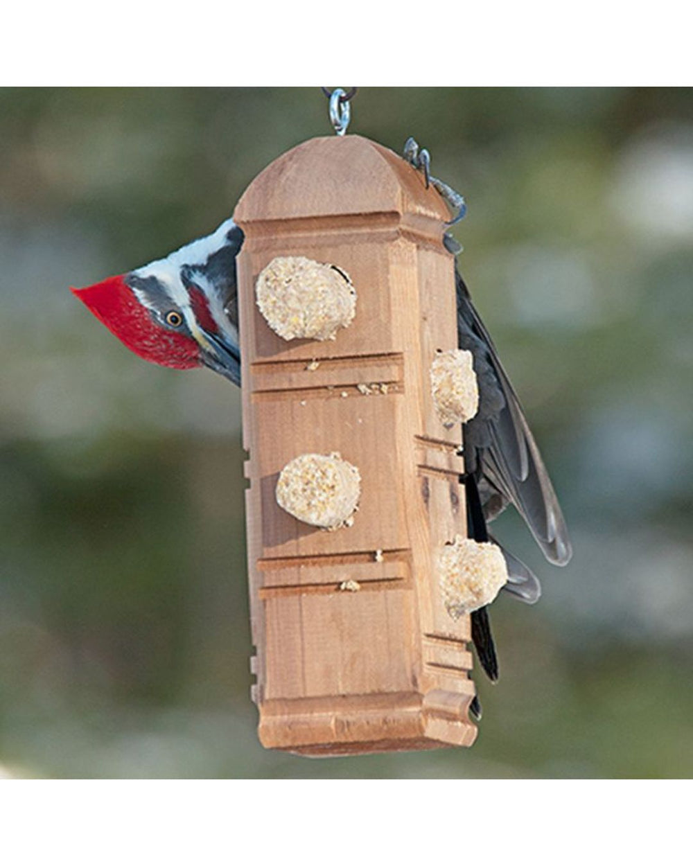 Premium Suet Plug Variety Pack & Suet Plug Feeder