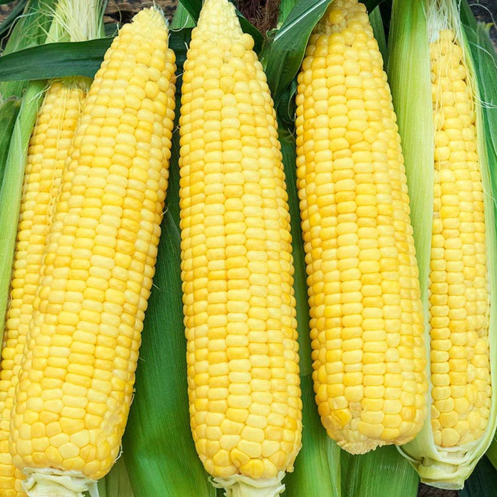 candy corn plant seeds Kandy Corn Garden Seeds