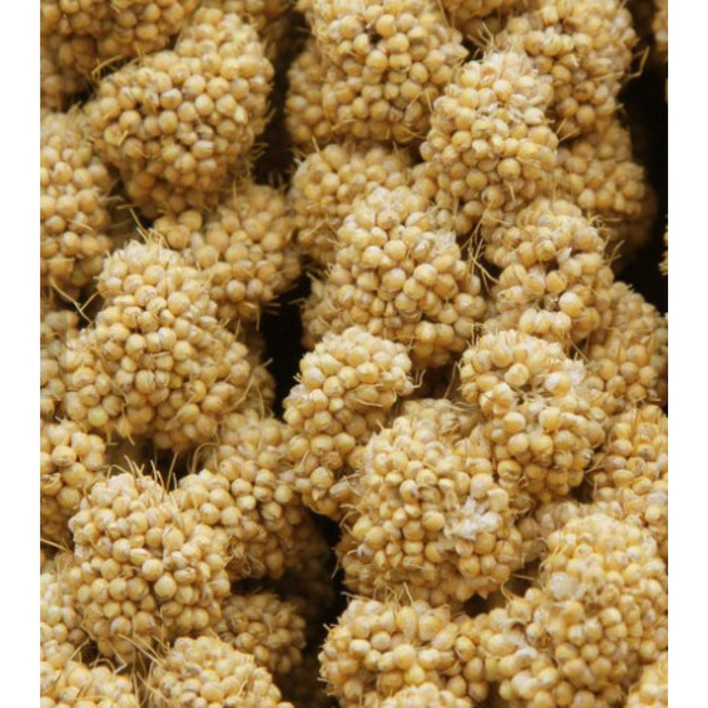 Higgins Spray Millet