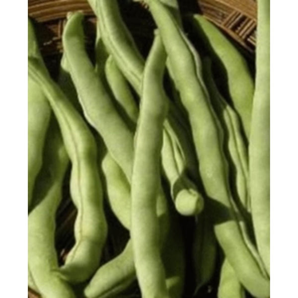 Kentucky Wonder Green Bush Bean Garden Seeds