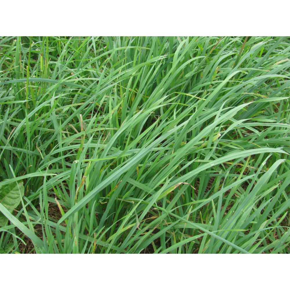 50 Lbs. Sunrise Orchardgrass Early Grass Seed