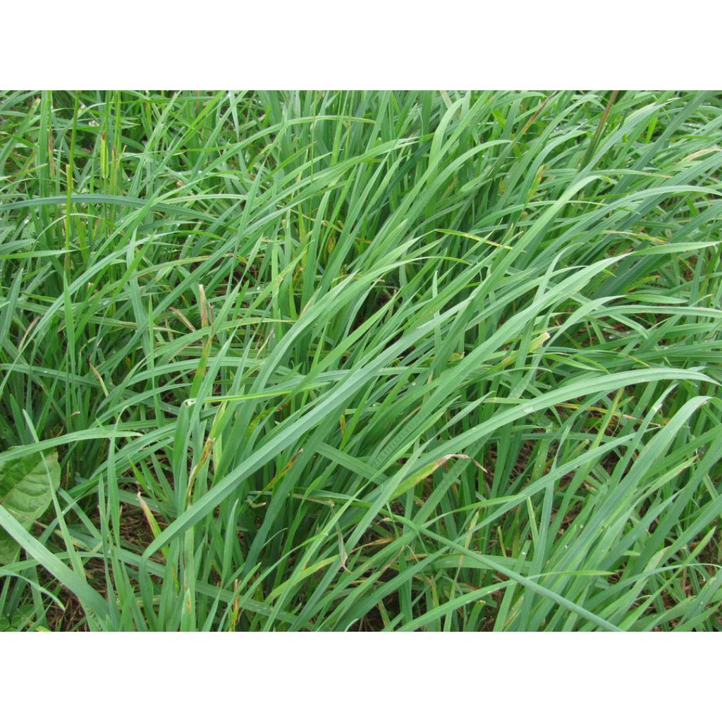 plant grass seed in early spring 50 Lbs. Sunrise Orchardgrass Early Grass Seed